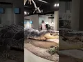 Download Lagu Lolong the biggest crocodile in the world