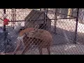 Vlog 11 Holtsville Wildlife and Ecology Center Outside Animals Only