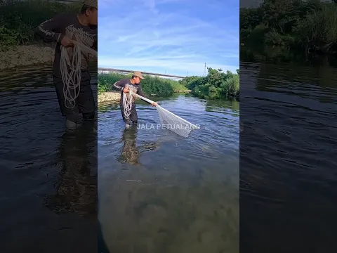 JALA IKAN DI SUNGAI AIR TENANG BANYAK IKAN #SHORTS #JALAIKAN
