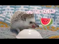 Hedgehog Tries Watermelon