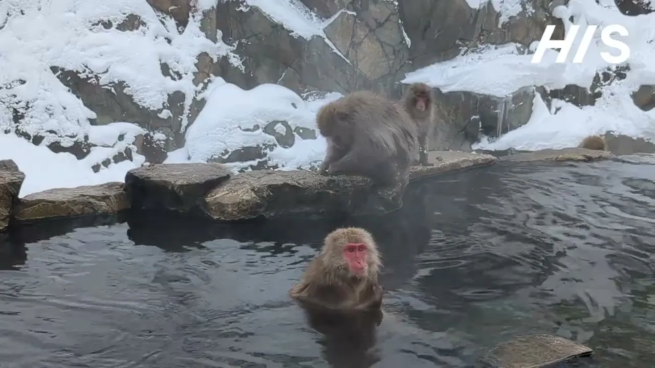 1-Day Snow Monkey Bus Tour from Tokyo with Beef Sukiyaki Lunch