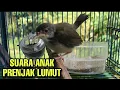 Lagu Suara Anak Prenjak Lumut Panggilan Pikat Burung Hutan #prenjak