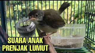 Download Suara Anak Prenjak Lumut Panggilan Pikat Burung Hutan #prenjak MP3