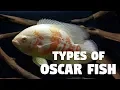 Types of Oscar Fish