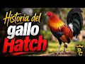 History of the Hatch Rooster - Characteristics of the Hatch Rooster
