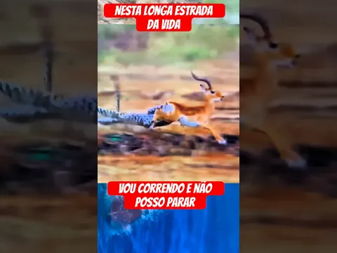 Leopardo x gazela x hiena