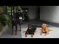 Can an Intact Male Rottweiler and an Intact Male Doberman Live Together