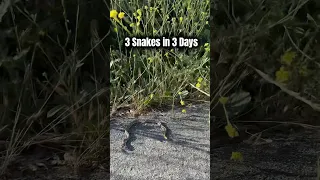 Three snakes in three days. Always seeing snakes where I live. Can you identify these? #snakes