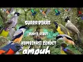 Download Lagu suara pikat burung kecil ribut kombinasi suara cendet ngamuk terbaru 087@sutikchannel1386
