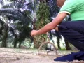 Murai cacing(Tapau)