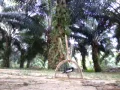 Download Lagu Murai cacing(Tapau)
