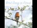 Bird Song in Forest Sequence 18