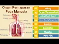 Download Lagu ORGAN PERNAPASAN MANUSIA