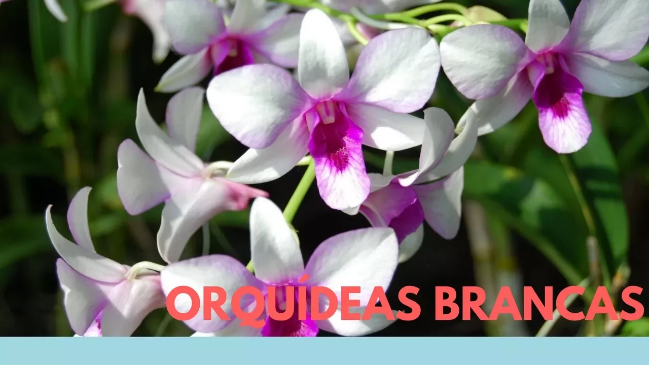 COMO CUIDAR DE ORQUÍDEAS BRANCAS APRENDA COMO CULTIVÁ LAS