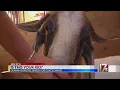 Found wandering in Durham a goat will go up for auction
