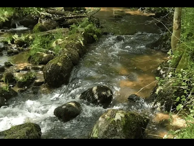 ⁣42 Tv Event | Promenade dans le bois d’Hatier à Écotay-l’Olme – Nature et sérénité en Loire