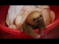 cute baby sloth in costa rica meet Hope