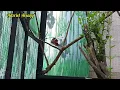 Download Lagu Pancawarna Betina masuk Aviary langsung di kawin sama Jantannya