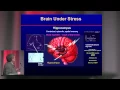 The brain on stress How the social environment gets under the skin