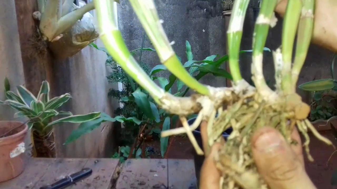 COMO PLANTAR ORQUÍDEAS NO CARVÃO?
