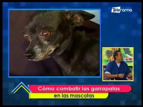 Cómo combatir las garrapatas en las mascotas
