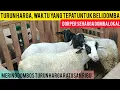Download Lagu DORPERPRIJZEN DALEN EVENALS DE PRIJS VAN LOKALE SCHAPEN EN MERINO DOMBOS HONDERDDUIZENDEN DAALT /...