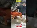 Download Lagu Anjing Goreng! Ini baru makanan ekstrim, cara masak dan penyajiannya juga ekstrim 🐶🐕🦮