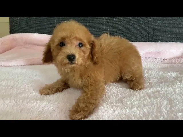 動画