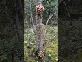 Download Lagu #adorable #wildmushrooms #mesisieni #fungi #shortvideo