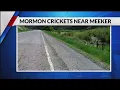 Mormon crickets taking over Western Slope