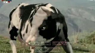 گۆرانی خومارە و حەرەکەکانی ببینن تکایە سەبسکرایبمان بکەن لە SKtvKurdish 