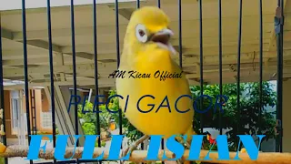 pleci gacor full isian cucak cungkok istimewa materi mewah pancingan pleci masteran pleci