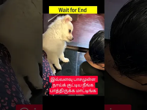 இவ்வளவு பாசமுள்ள நாய்க் குட்டிய நீங்க பாத்திருக்க மாட்டிங்க #puppy #mom #love #shorts