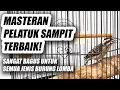 Lagu MASTERAN PELATUK SAMPIT JERNIH JEDA NEMBAK PANJANG - PELATUK BERAS GACOR SUARA JERNIH DURASI PANJANG