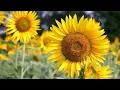 Inspired by Sunflowers and Vanilla Ice Cream