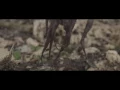 Job for a Cowboy "Tarnished Gluttony" (OFFICIAL VIDEO)