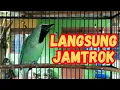 Download Lagu JAMINAN cucak ijo LANGSUNG gacor dan JAMTROK dengan PANCINGAN ini