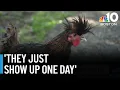 Quit dumping roosters on my property Mass farmer says
