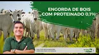 Fattening beef with only 0.1% protein