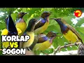 Download Lagu MP3 PIKAT SOGON VS KOLIBRI KELAPA PALING AMPUH TANPA IKLAN