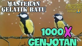 Download masteran gelatik batu wucit wucit panjang. MP3