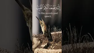 م ن ك ان ي ر يد ال ع ز ة ف ل ل ـه ال ع ز ة ج م يع ا المنشاوي 