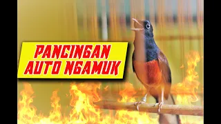 Download AUTO EMOSI LANGSUNG NGAMUK dengan pancingan murai batu GACOR ini MP3