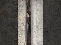 Cricket chirp