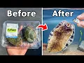 I Raised a Grocery Store Abalone as my Pet