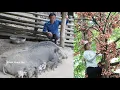 Download Lagu Robert takes care of the pigs, Mai picks grapes to sell. Green forest life