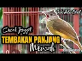 Download Lagu MASTERAN CUCAK JENGGOT GACOR FULL TEMBAKAN PANJANG KASAR \u0026 RAPAT