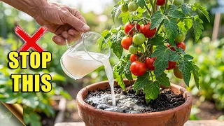 Never Use Rice Water On Plants Until You Do This!