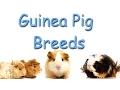 Guinea Pig Breeds