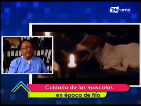 Cuidado de las mascotas en época de frío